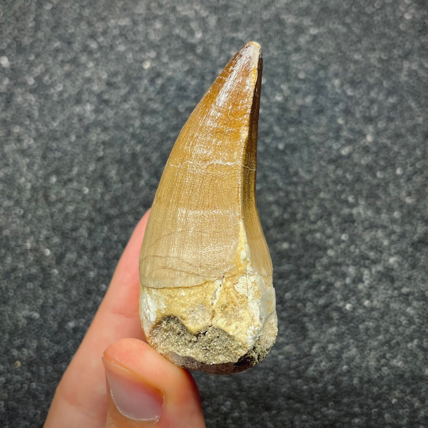F2689 | Mosasauro | Prognathodon sp.