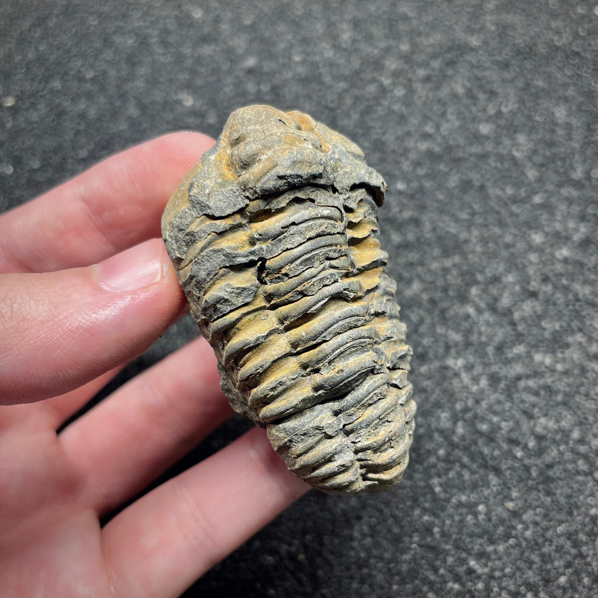 F3012 | Trilobite | Flexicalymene sp.