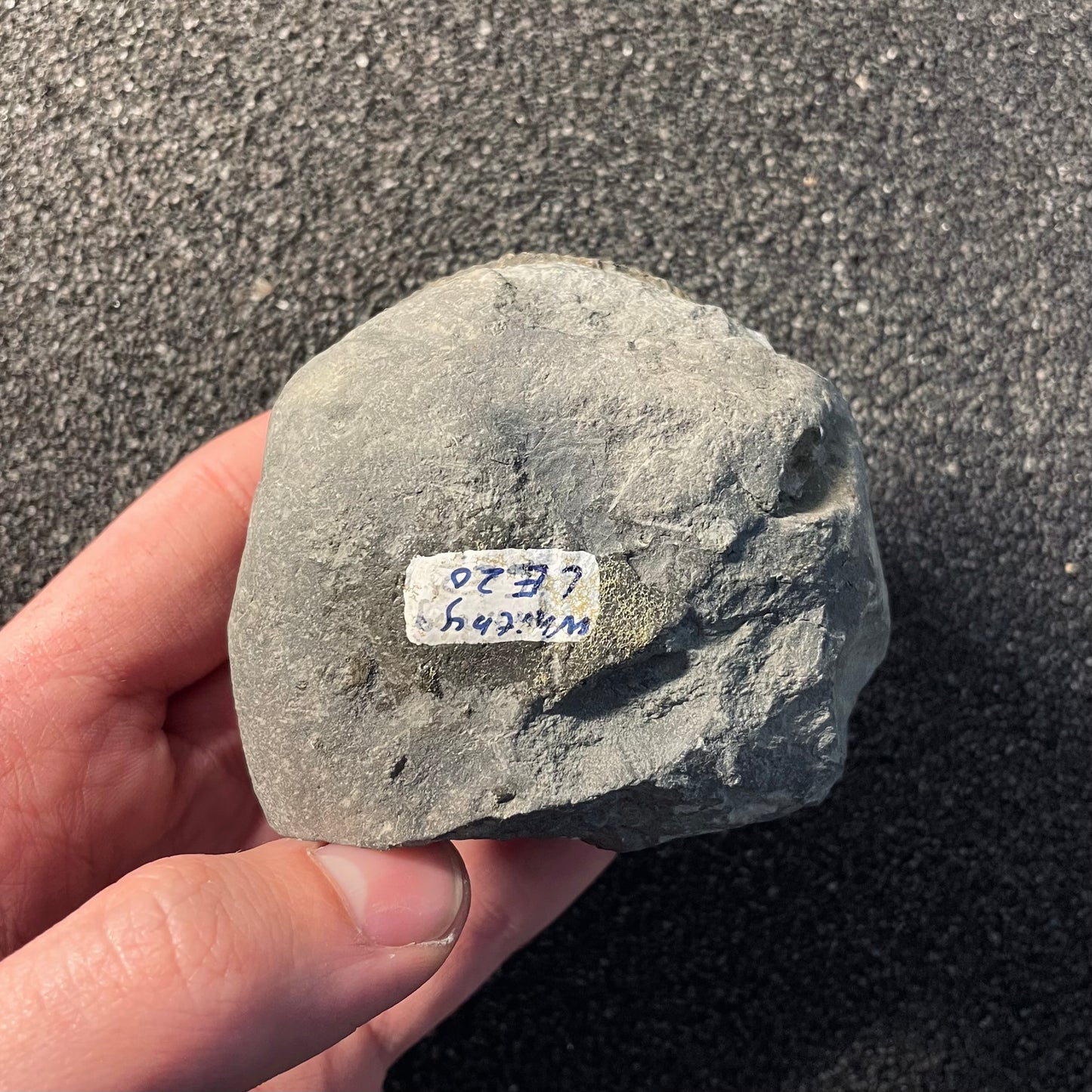 F2377 | Ammonite | Dactylioceras commune