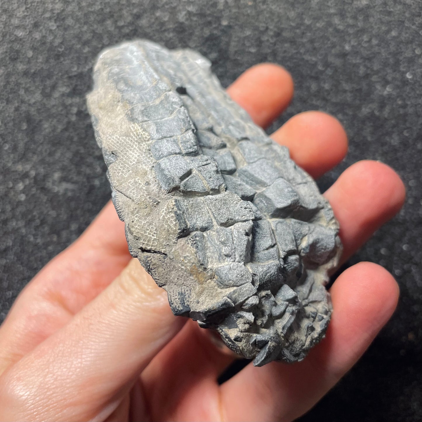 F2499 | Crinoide | Cupressocrinites sp.