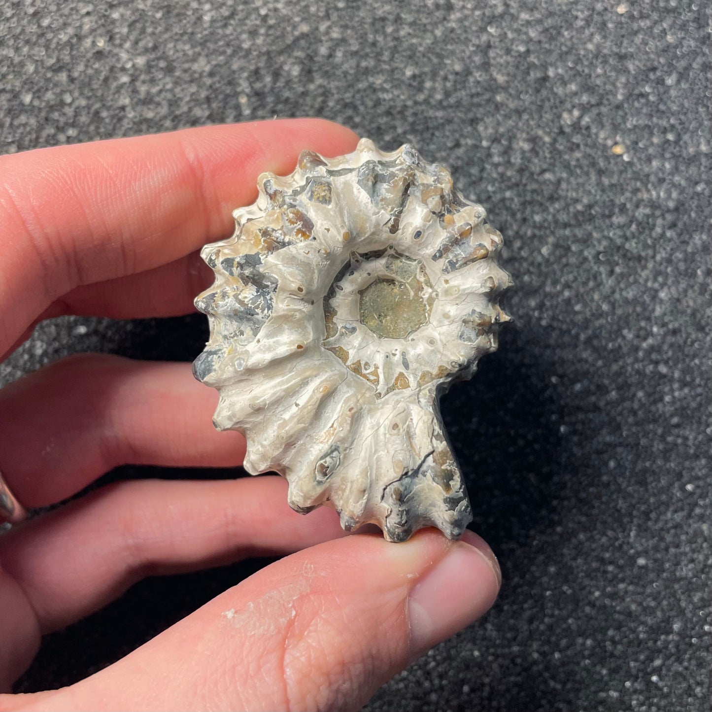 F2387 | Ammonite | Douvilleiceras sp.