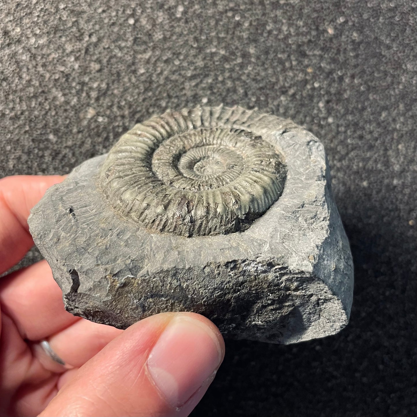 F2377 | Ammonite | Dactylioceras commune