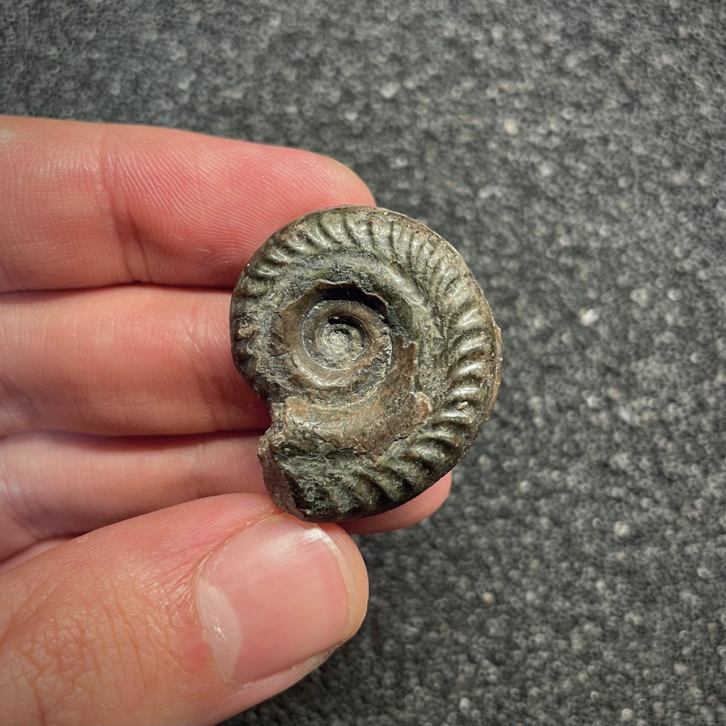 F2812 | Ammonite | Hildoceras sp.