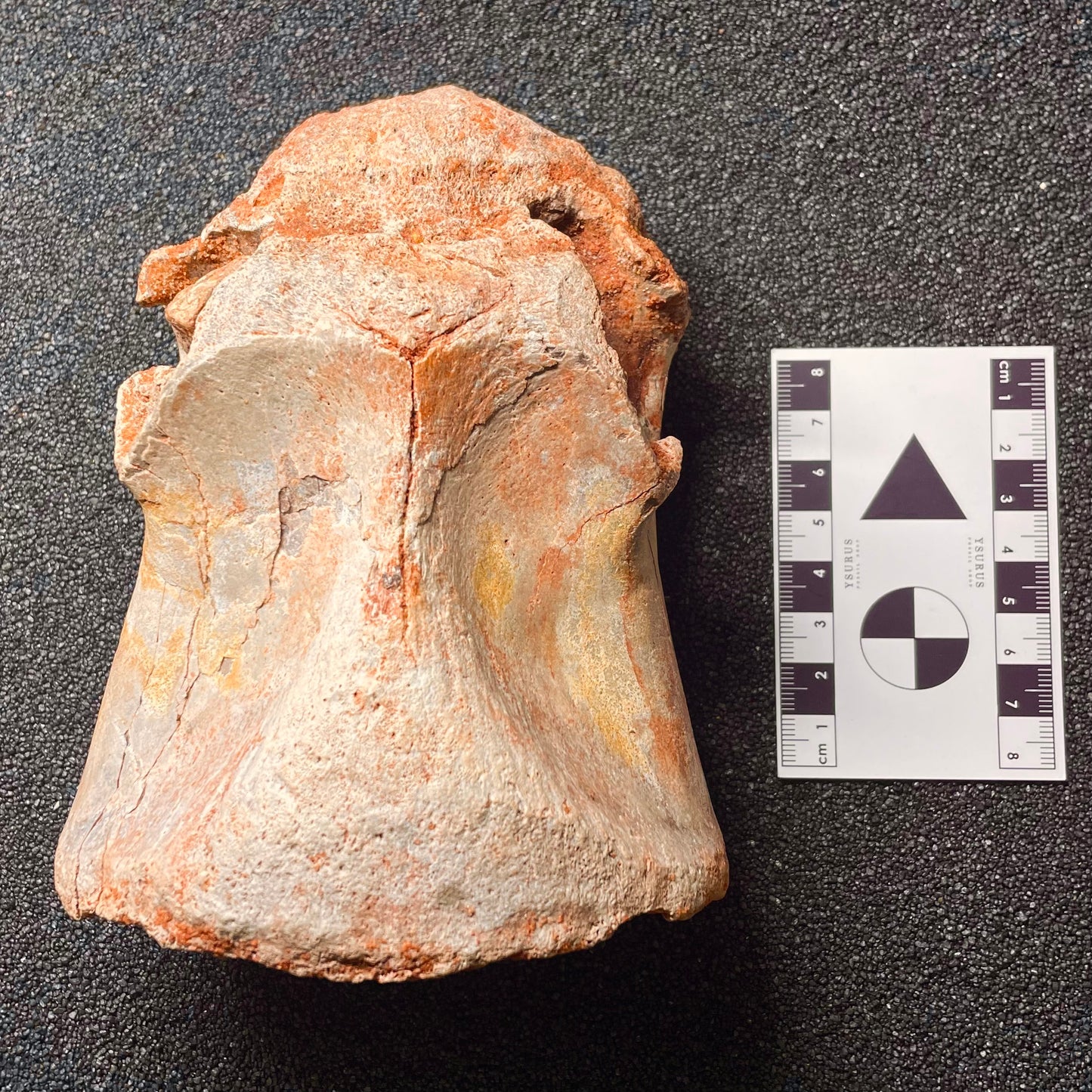 F2106 | Dinosauro | Spinosaurus aegyptiacus