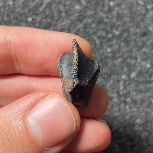 F2102 | Dinosauro | Triceratops sp.