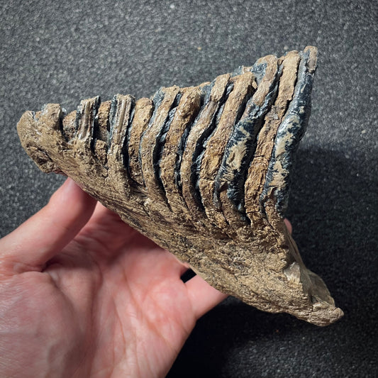 F1905 | Mammut | Mammuthus sp.