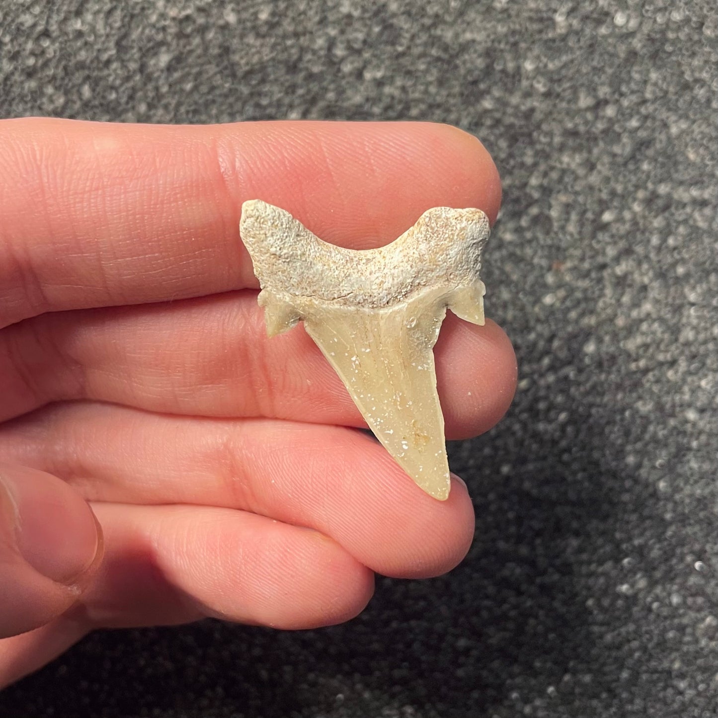 F2217 | Squalo | Otodus obliquus