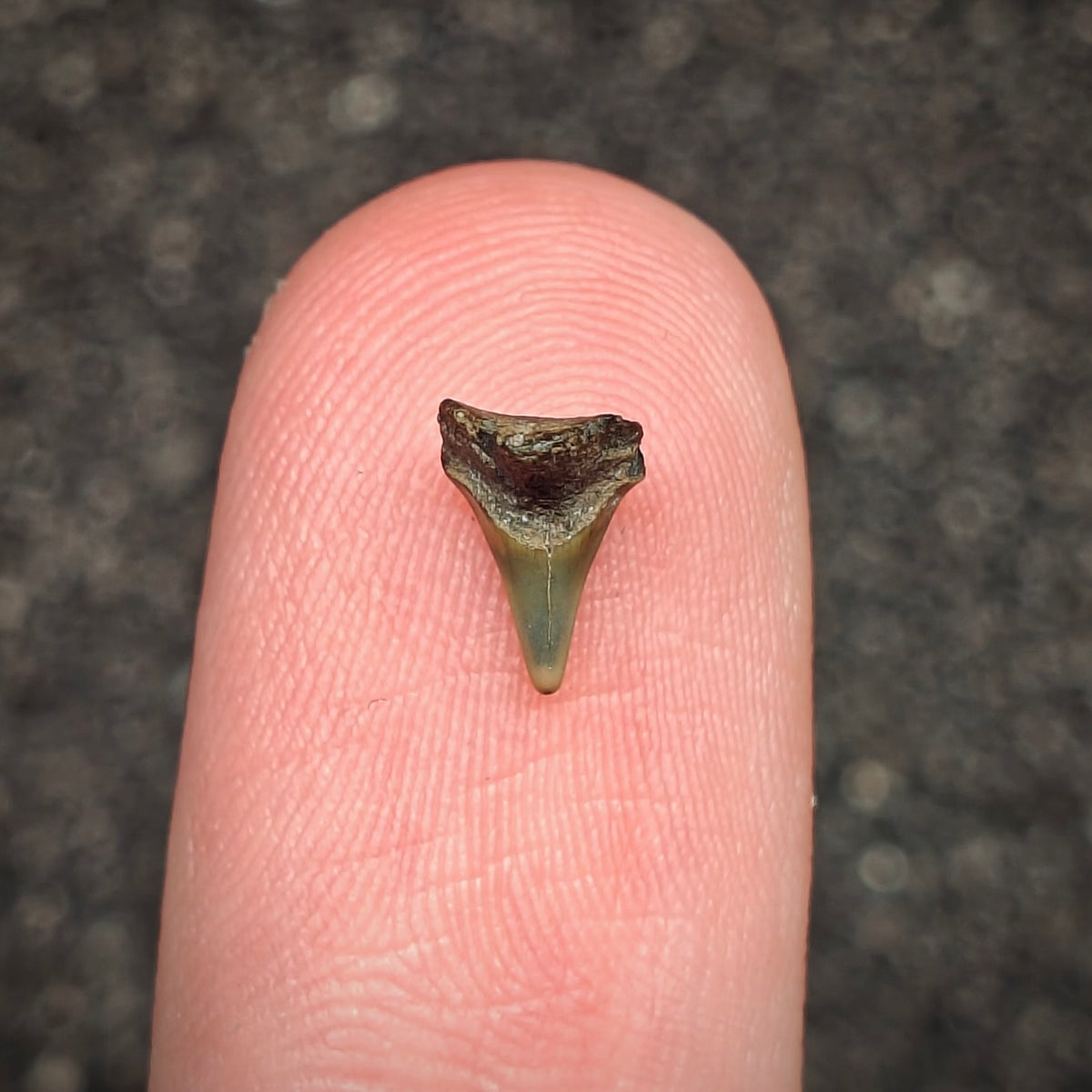 F3021 | Squalo | Squatina sp.