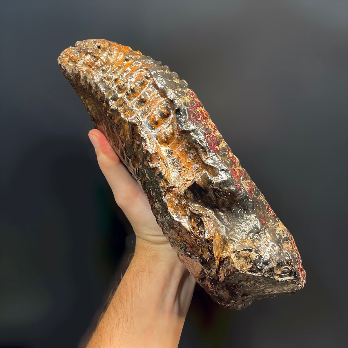 F3076 | Mammut | Mammuthus sp.