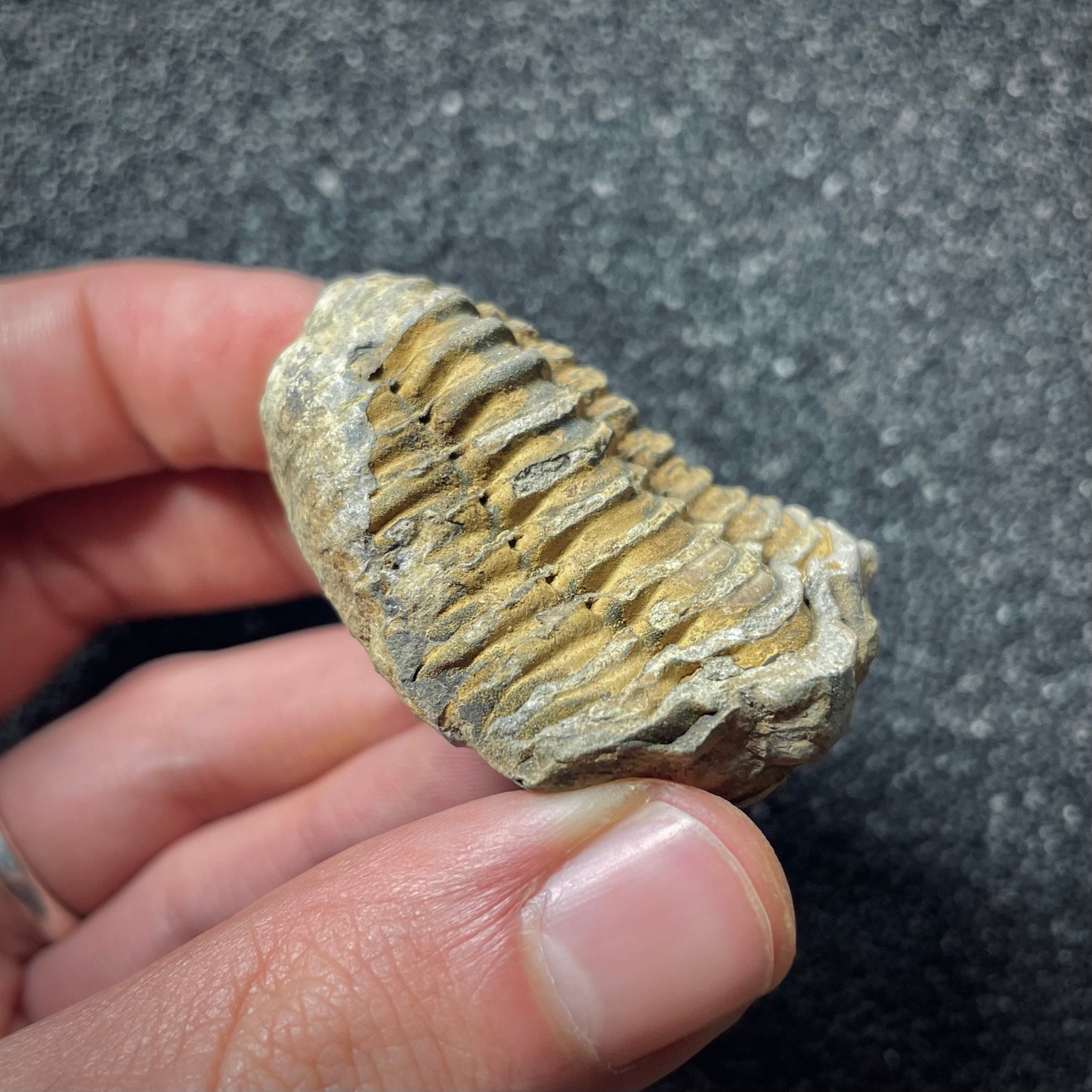F1897 | Trilobite | Flexicalymene sp.