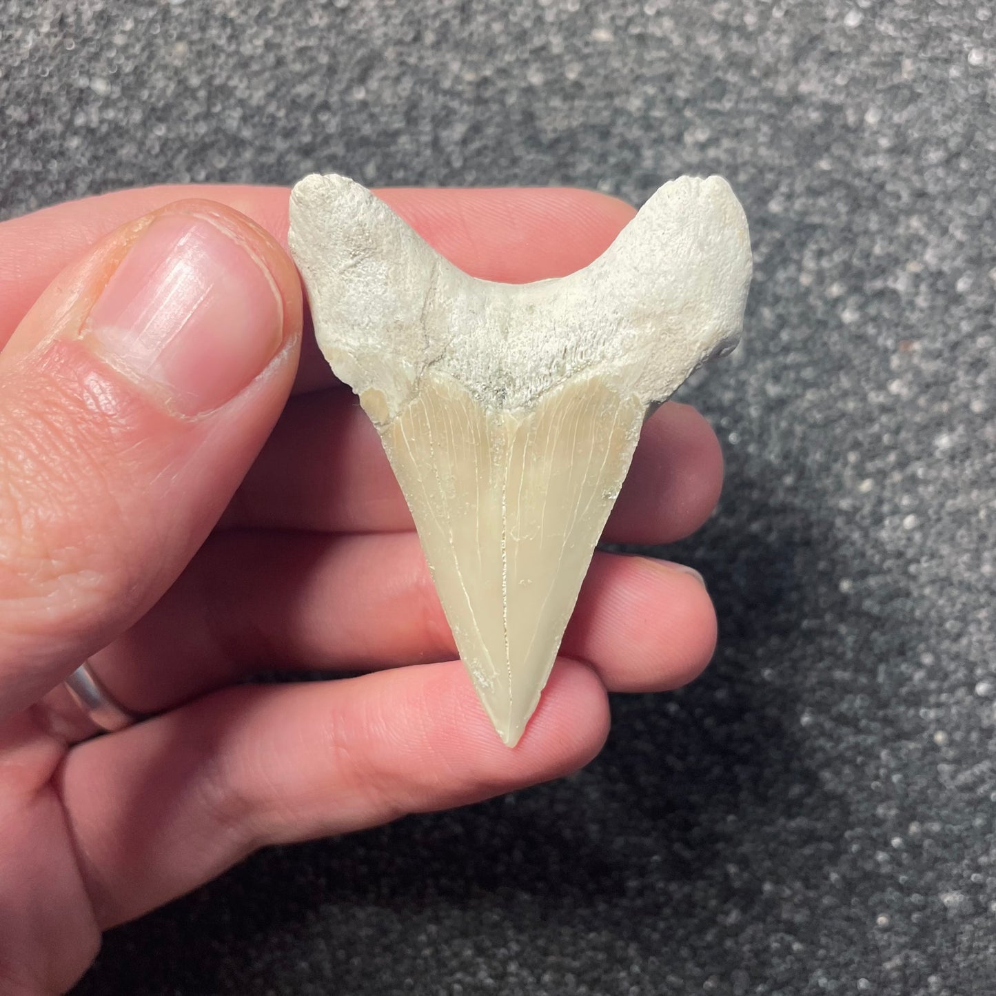 F2212 | Squalo | Otodus obliquus