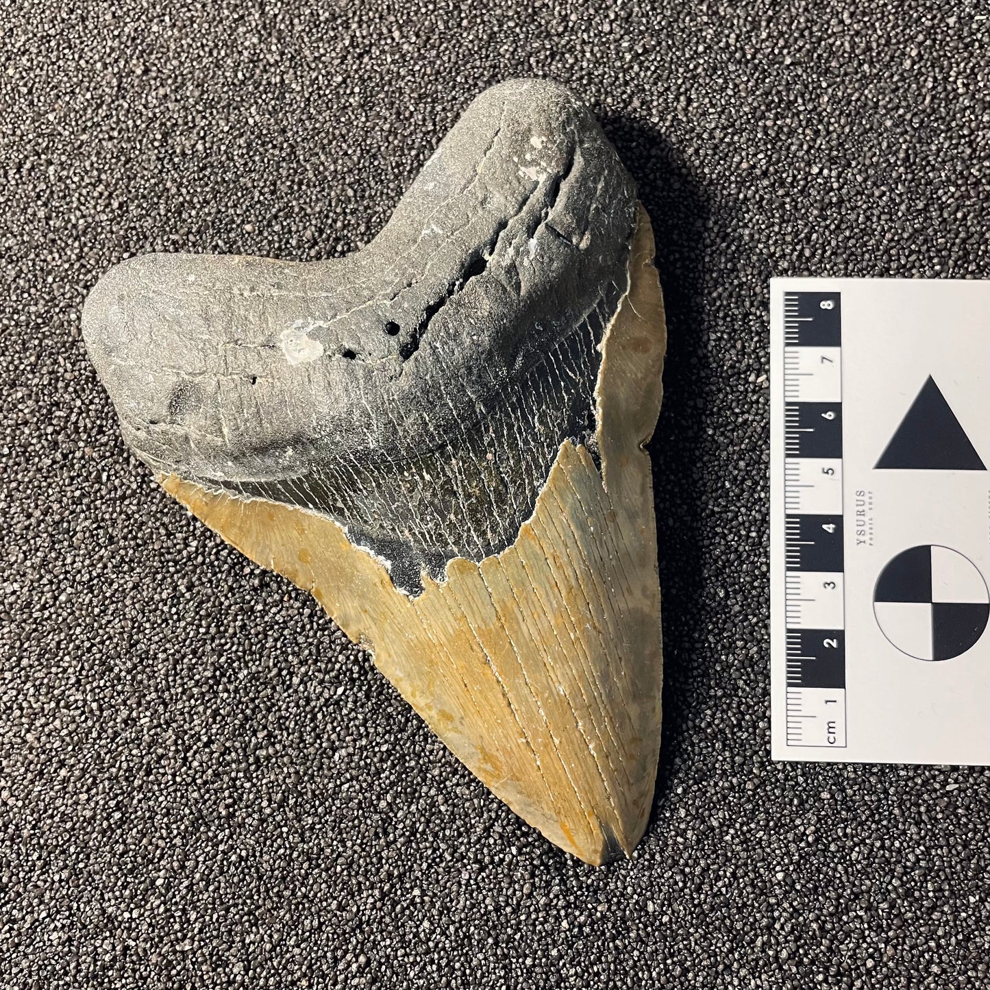 F2355 | Squalo | Otodus megalodon