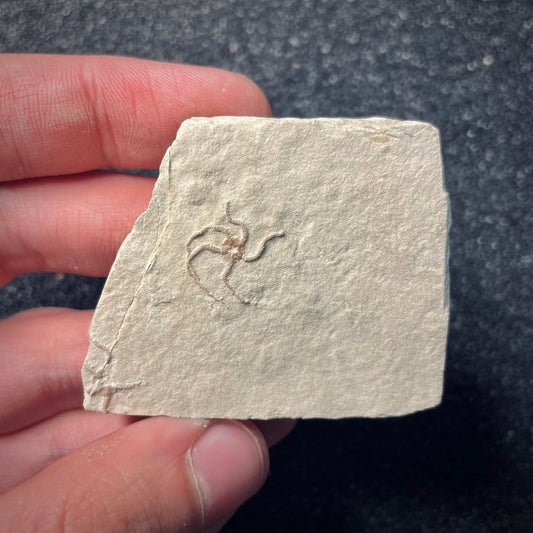 F1883 | Stella marina | Ophiopetra lithographica