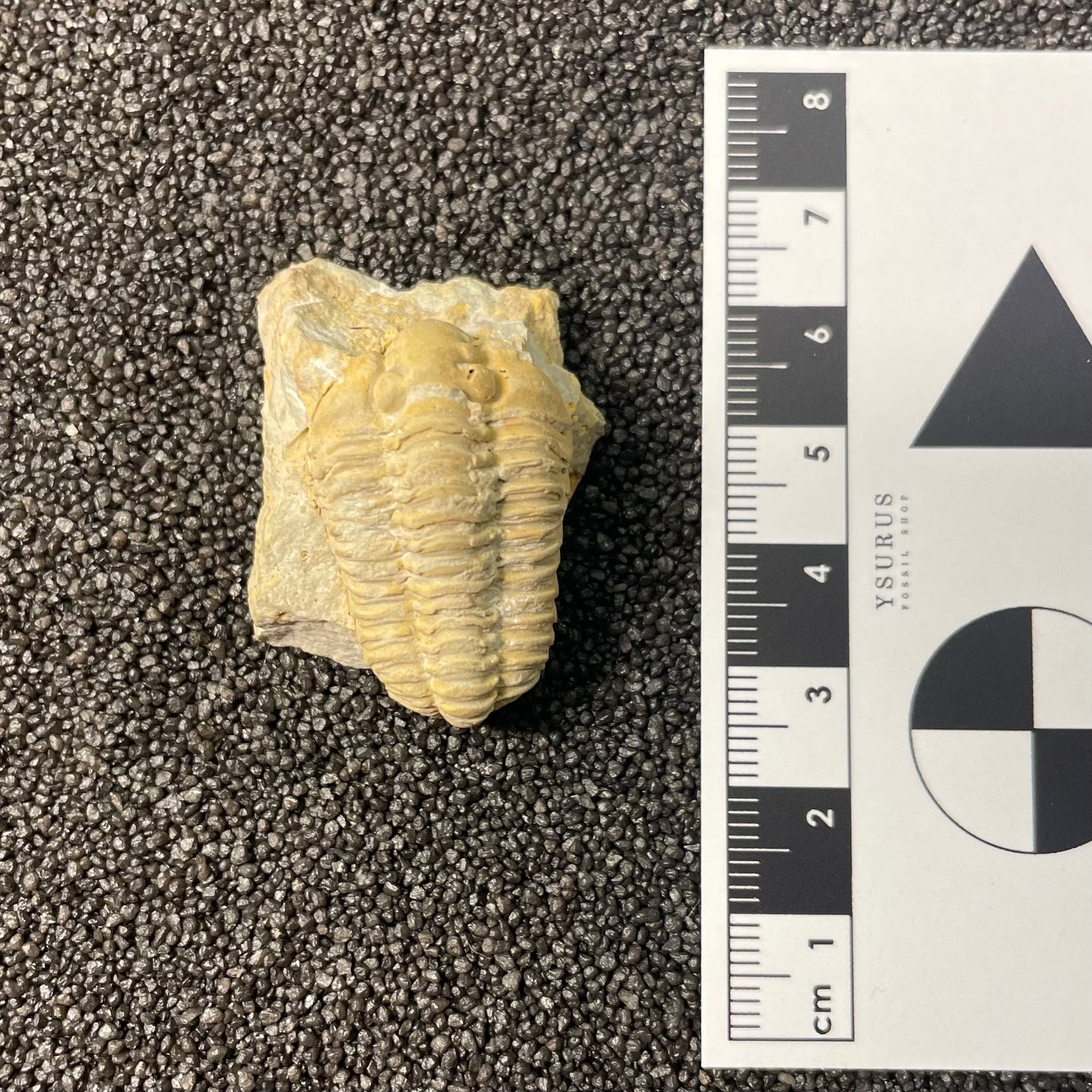 F2590 | Trilobite | Sthenarocalymene celebra