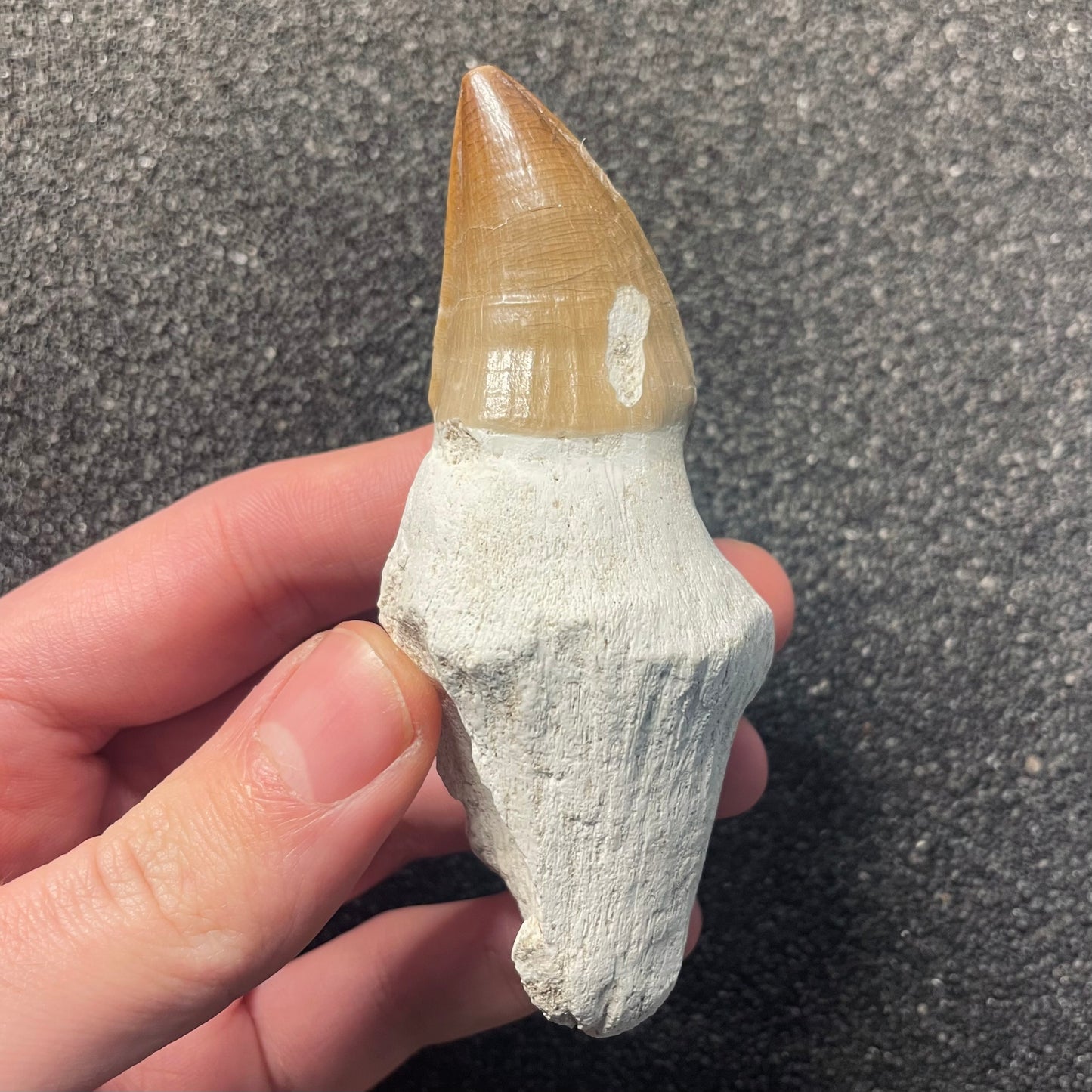 F2285 | Mosasauro | Prognathodon sp.
