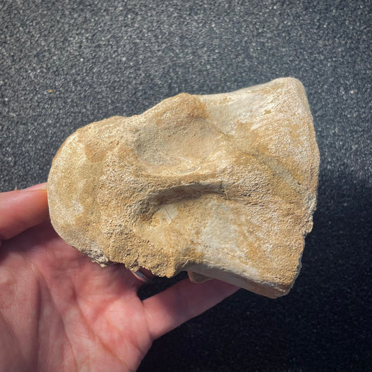 F1936 | Dinosauro | Spinosaurus aegyptiacus