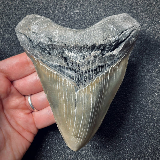 F1851 | Squalo | Otodus megalodon