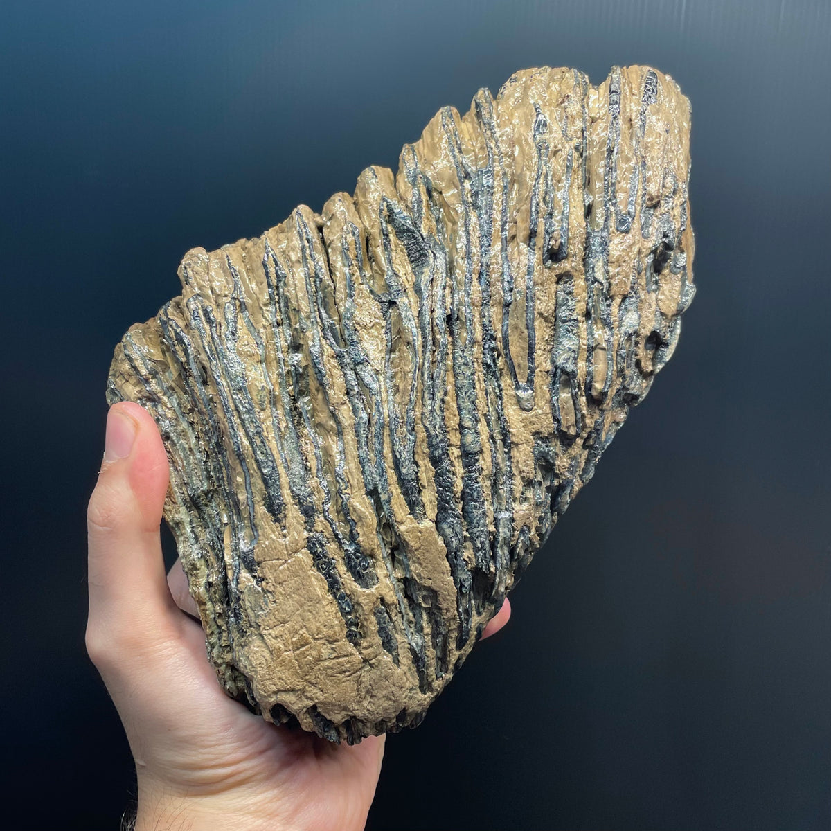 F3078 | Mammut | Mammuthus sp.