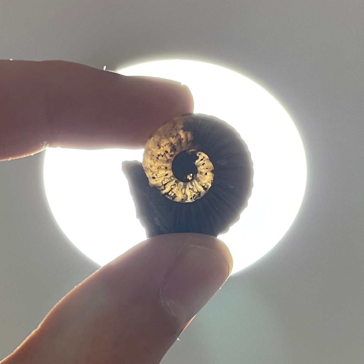 F2559 | Ammonite | Pleuroceras spinatum