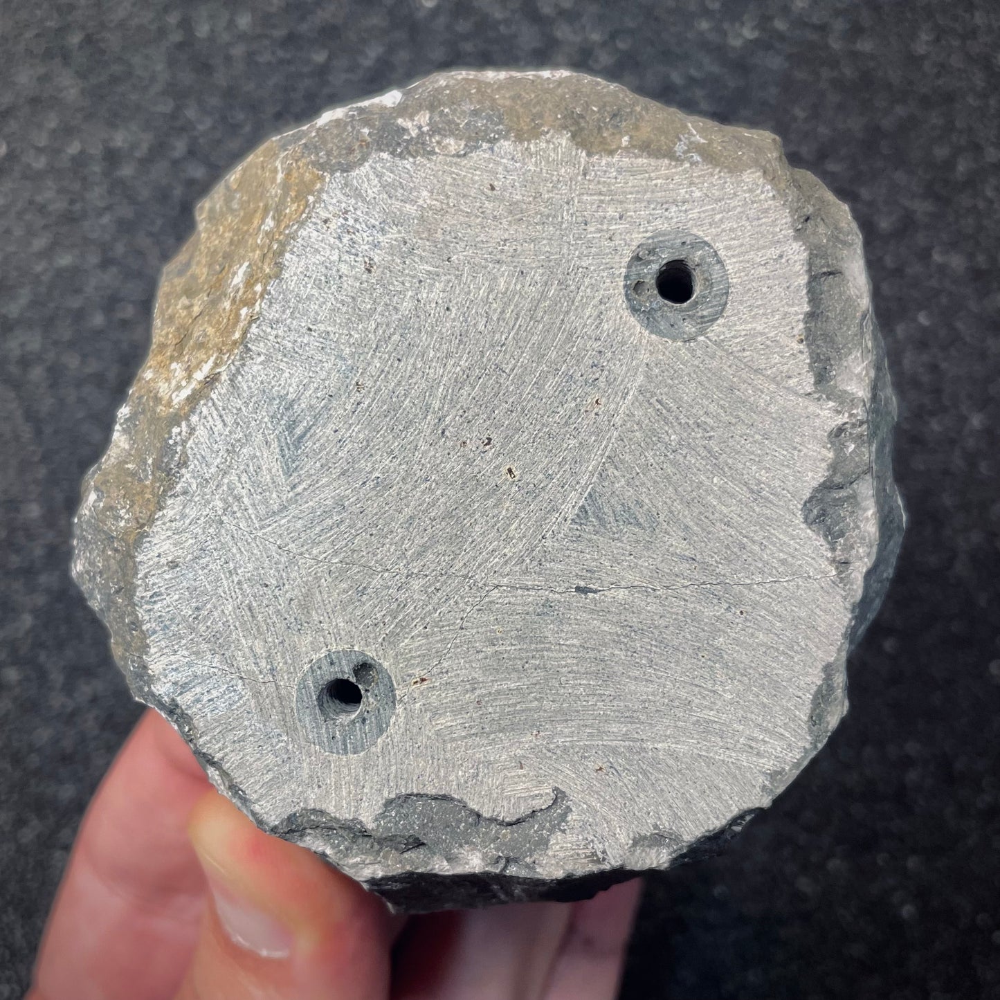 F2615 | Trilobite | Scabriscutellum sp.
