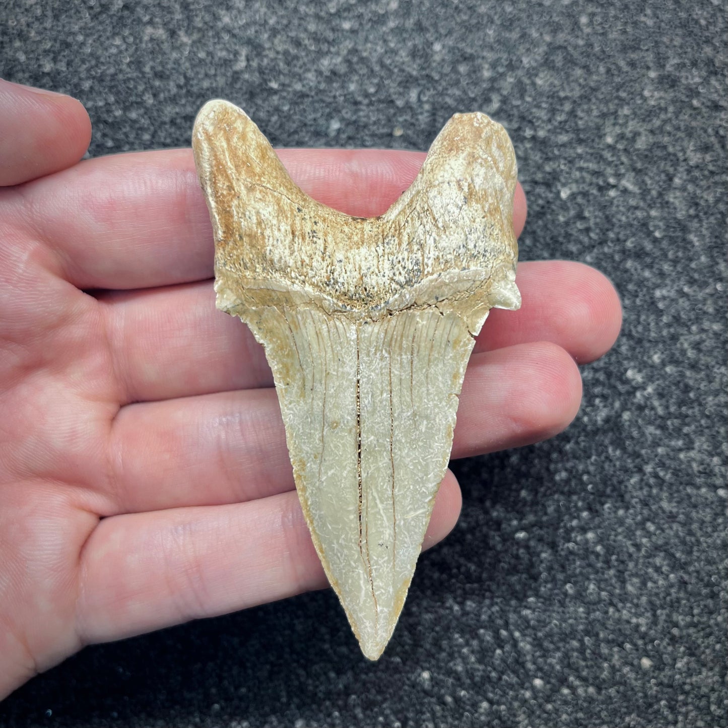 F2762 | Squalo | Otodus obliquus
