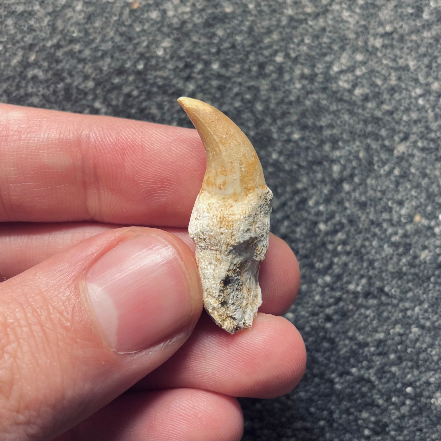 F1830 | Mosasauro | Halisaurus arambourgi
