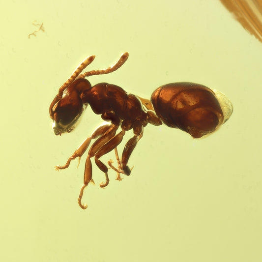 F2429 | Ambra con inclusione | Ctenobethylus goepperti