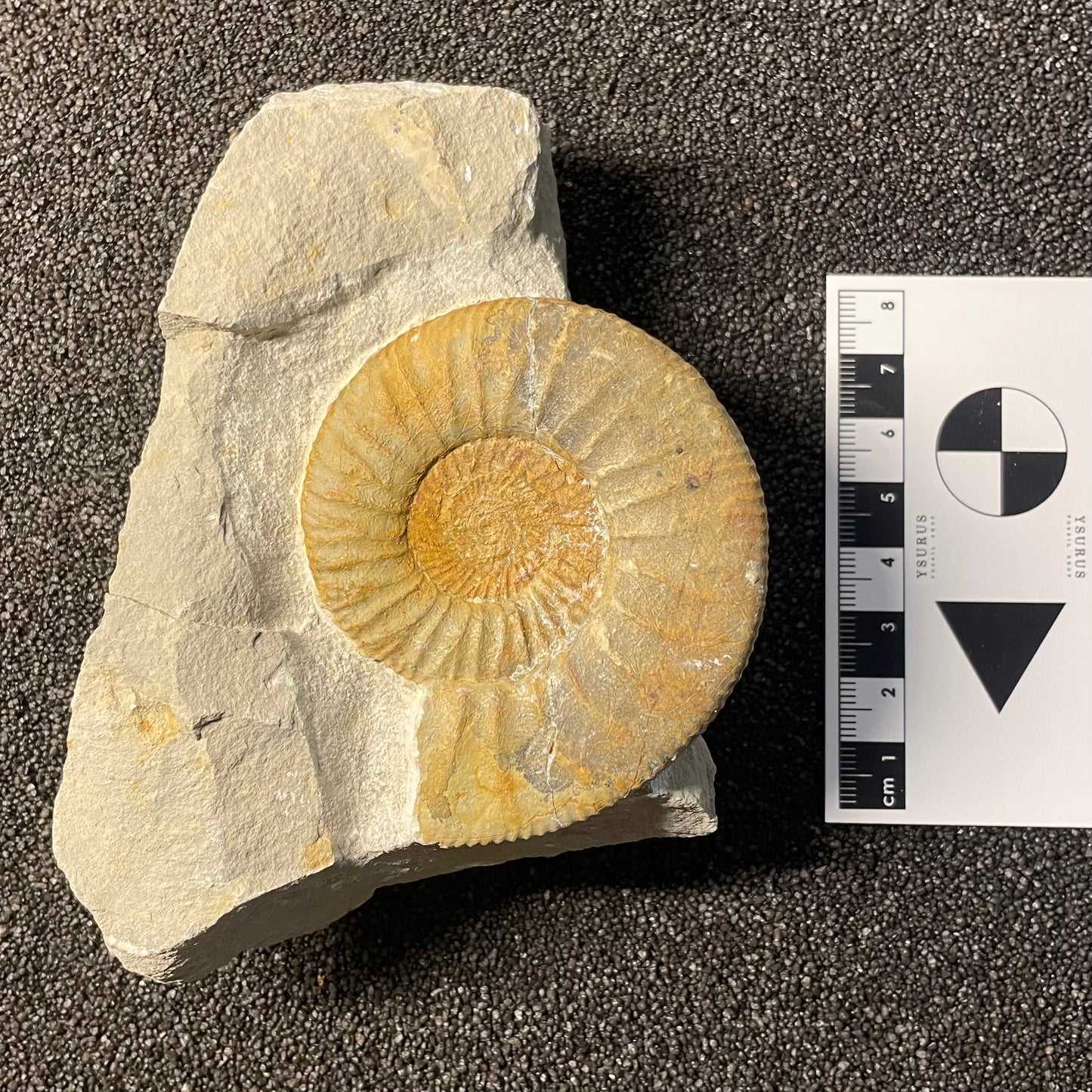 F2533 | Ammonite | Ataxioceras sp.