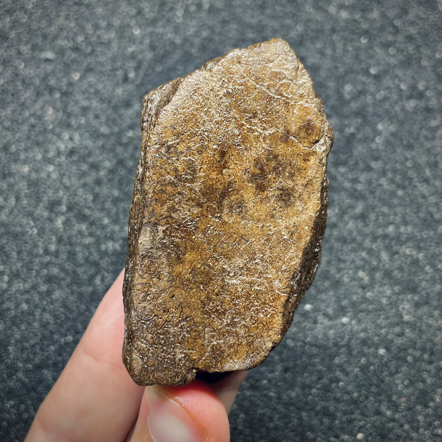 F2721 | Dinosauro | Triceratops sp.