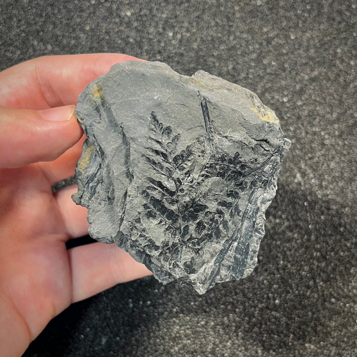 F2978 | Pianta | Sphenopteris sp.