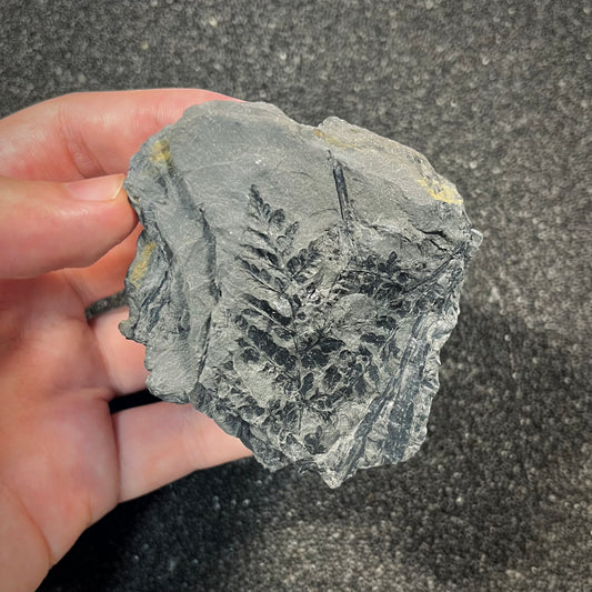 F2978 | Pianta | Sphenopteris sp.