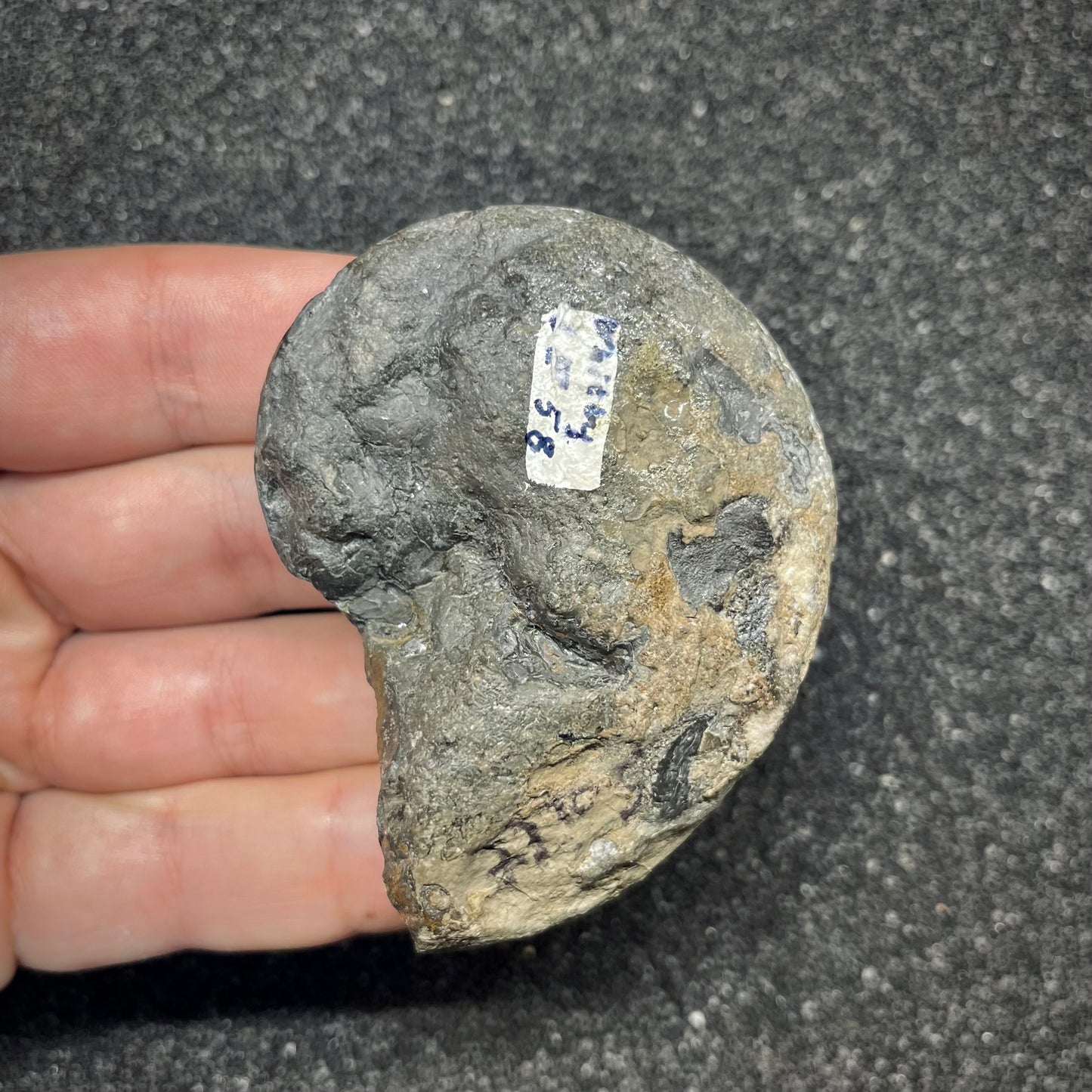 F2817 | Ammonite | Phylloceras sp.