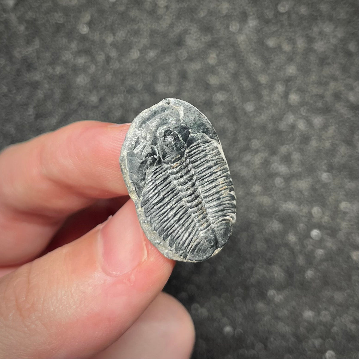 F3017 | Trilobite | Elrathia kingii
