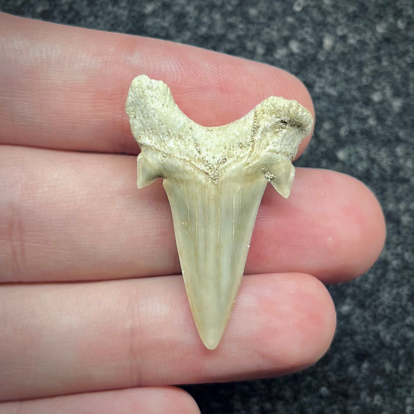 F2750 | Squalo | Otodus obliquus
