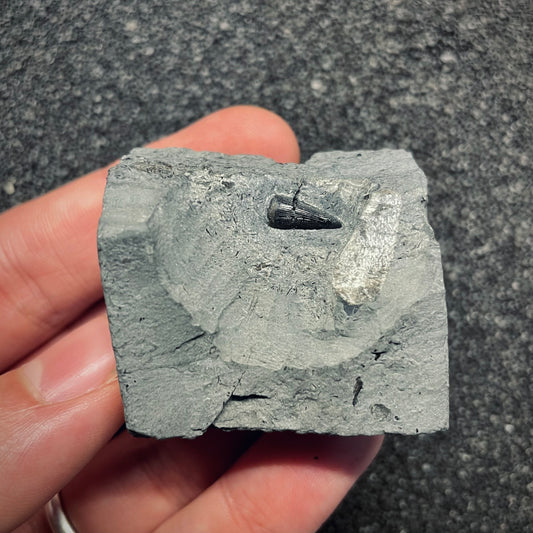 F2685 | Coccodrillo | Steneosaurus sp.