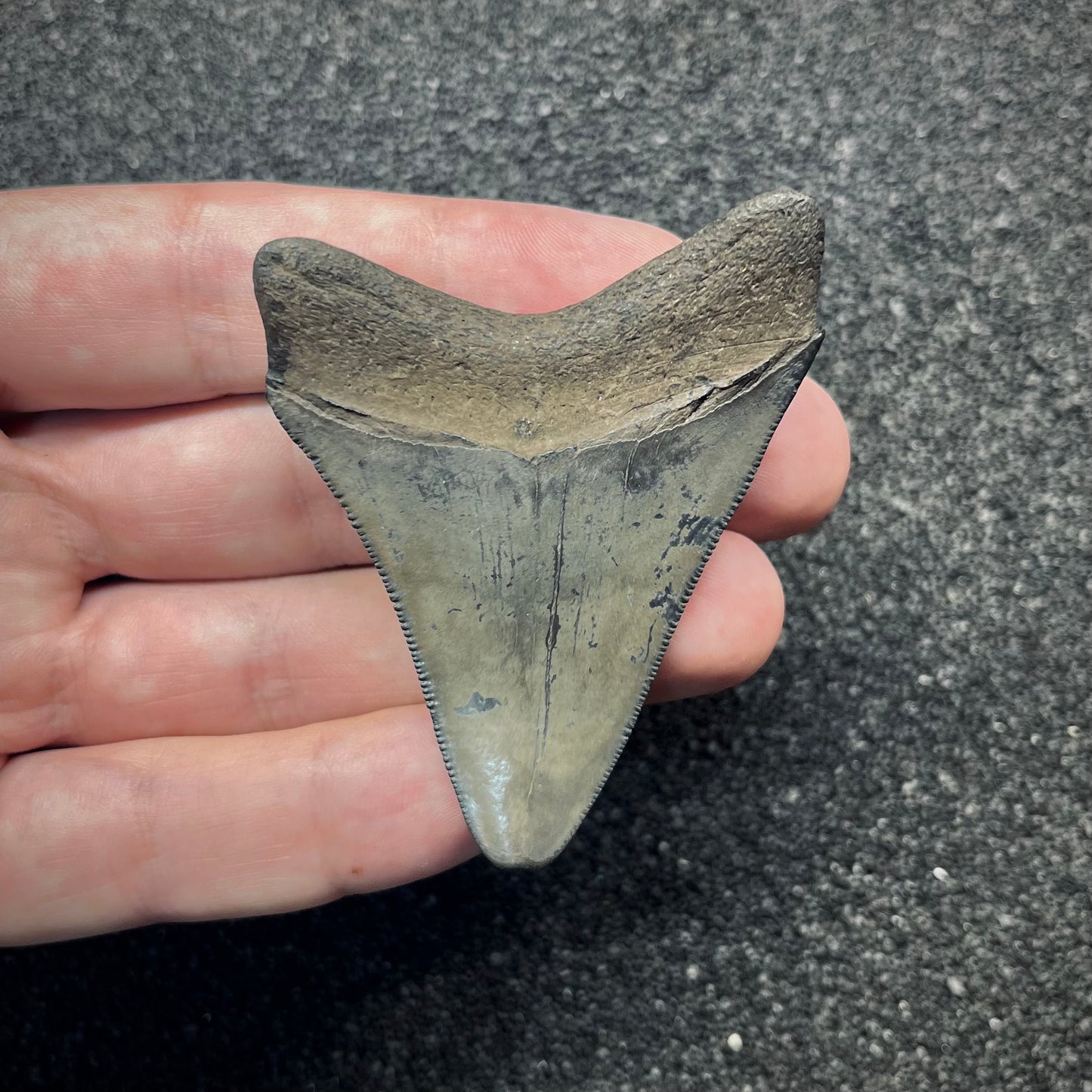 F2868 | Squalo | Otodus megalodon