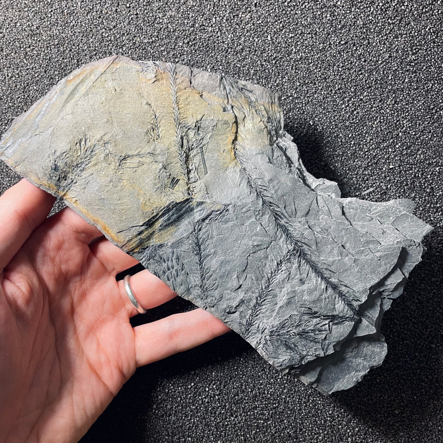 F2491 | Pianta | Lepidodendrales indet.