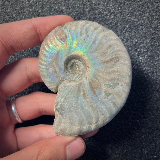 F1870 | Ammonite | Cleoniceras sp.