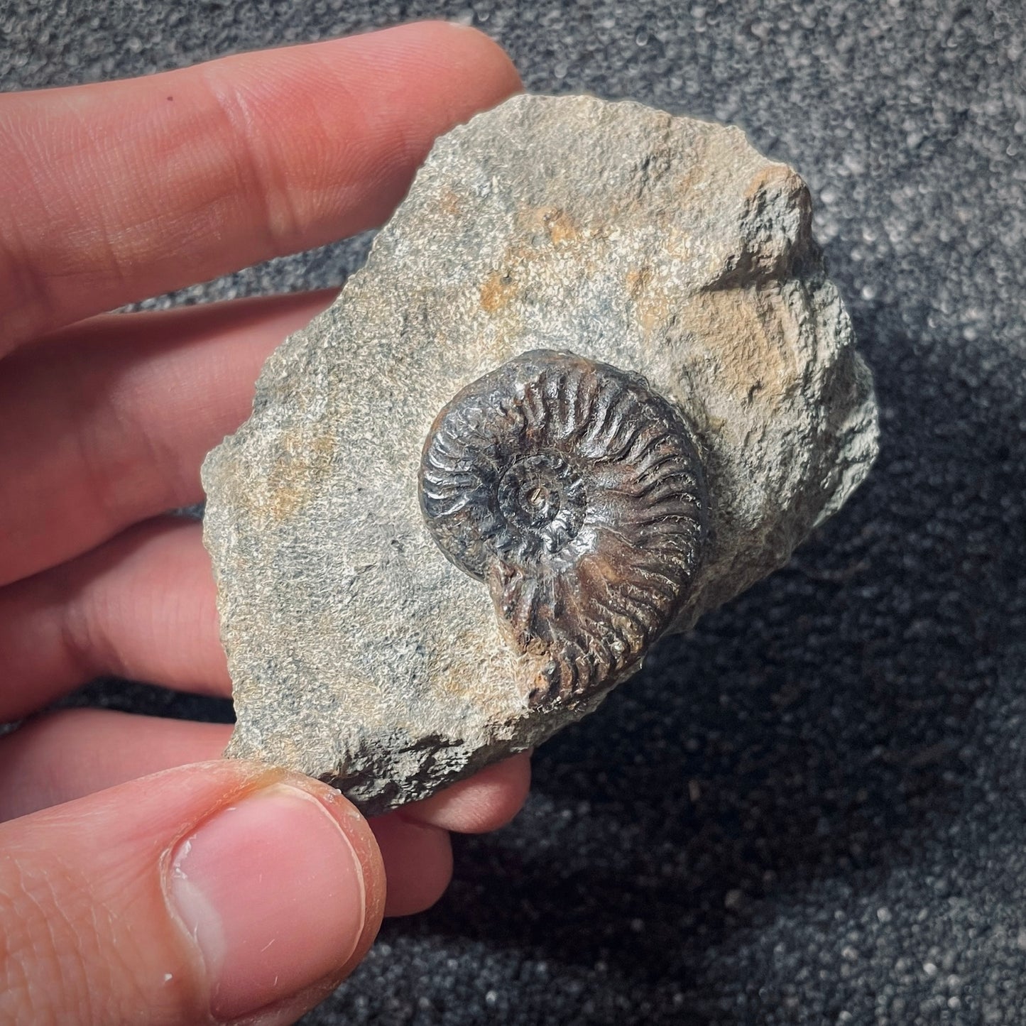 F2572 | Ammonite | Graphoceratidae indet.