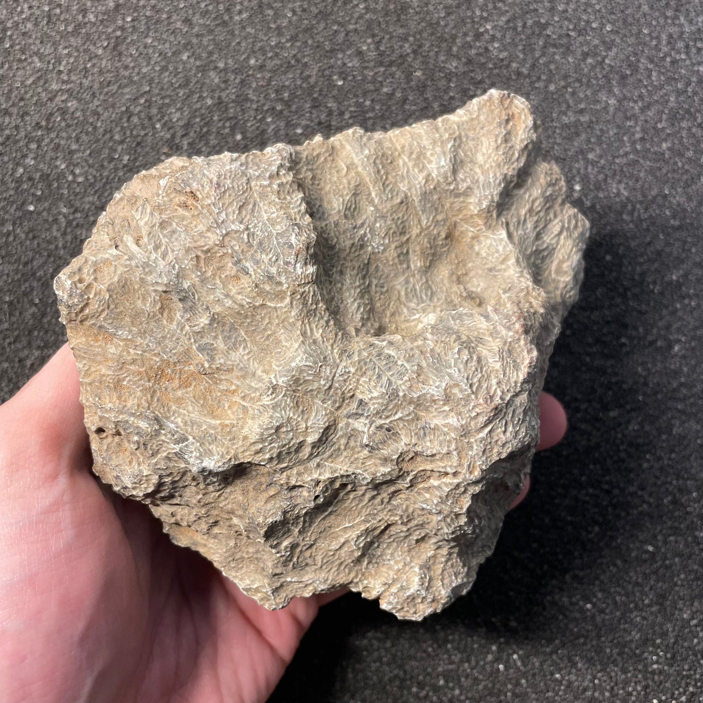 F2473 | Corallo | Hexagonaria sp.