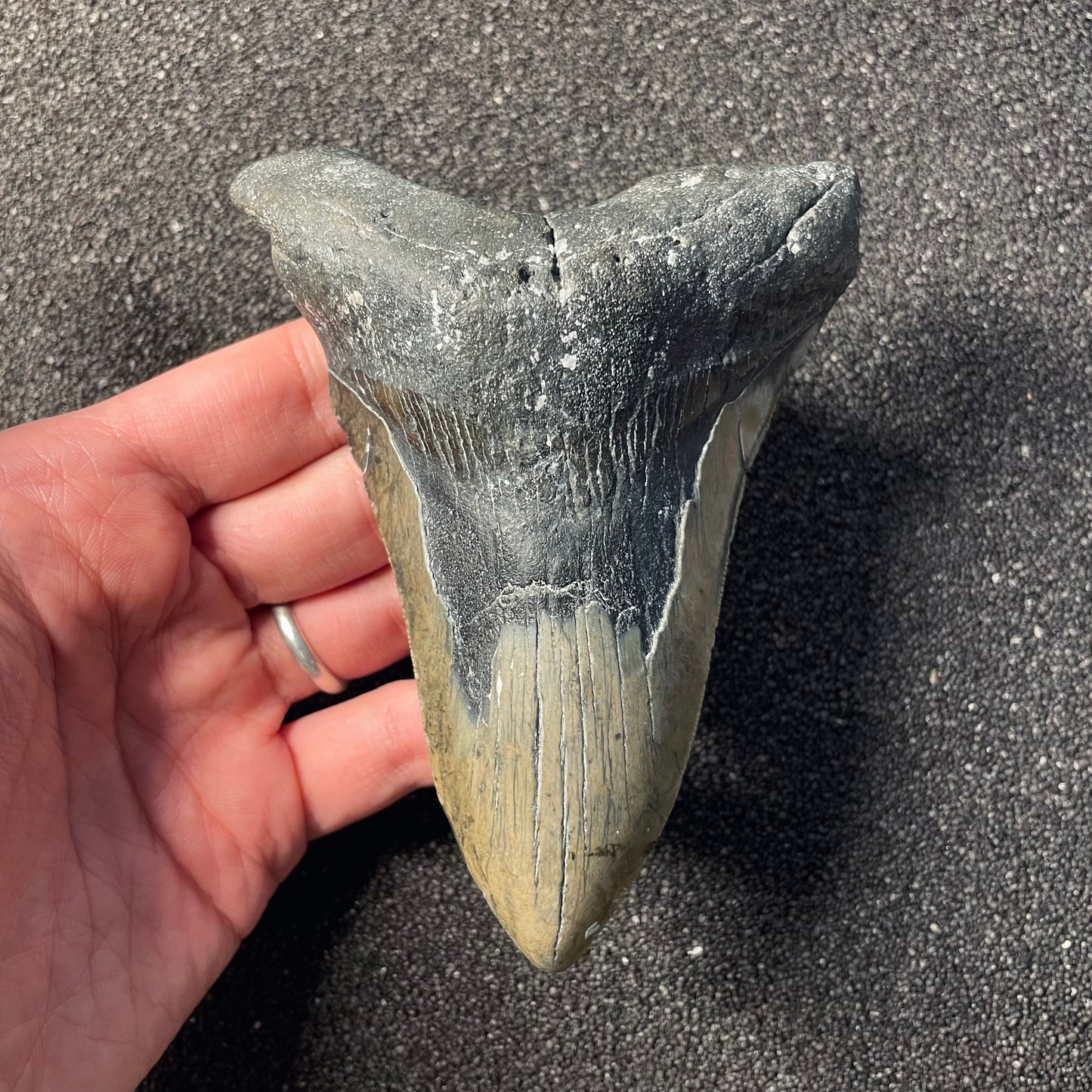 F2364 | Squalo | Otodus megalodon