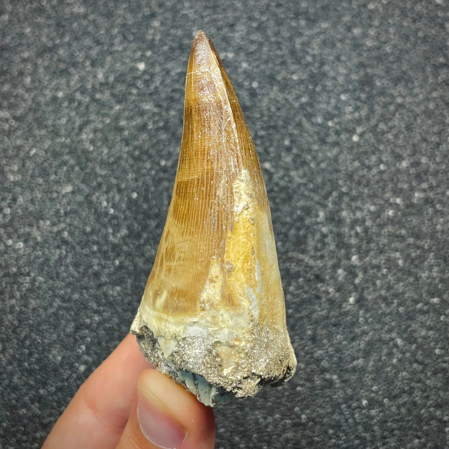 F2692 | Mosasauro | Prognathodon sp.