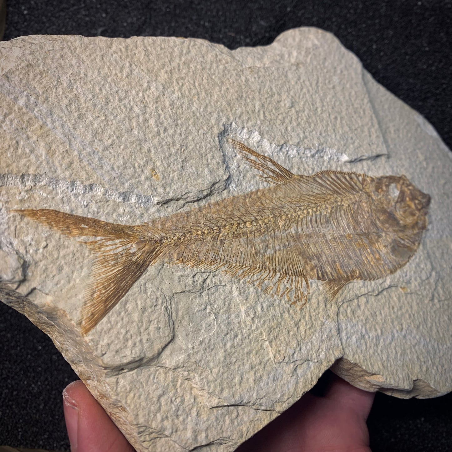 F712 | Pesce | Diplomystus dentatus