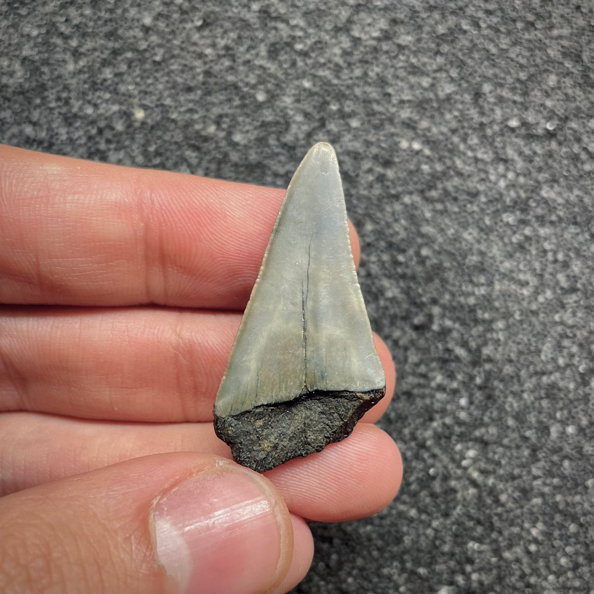 F3040 | Squalo |  Carcharodon subserratus