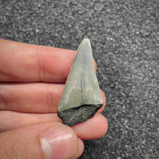 F3040 | Squalo |  Carcharodon subserratus