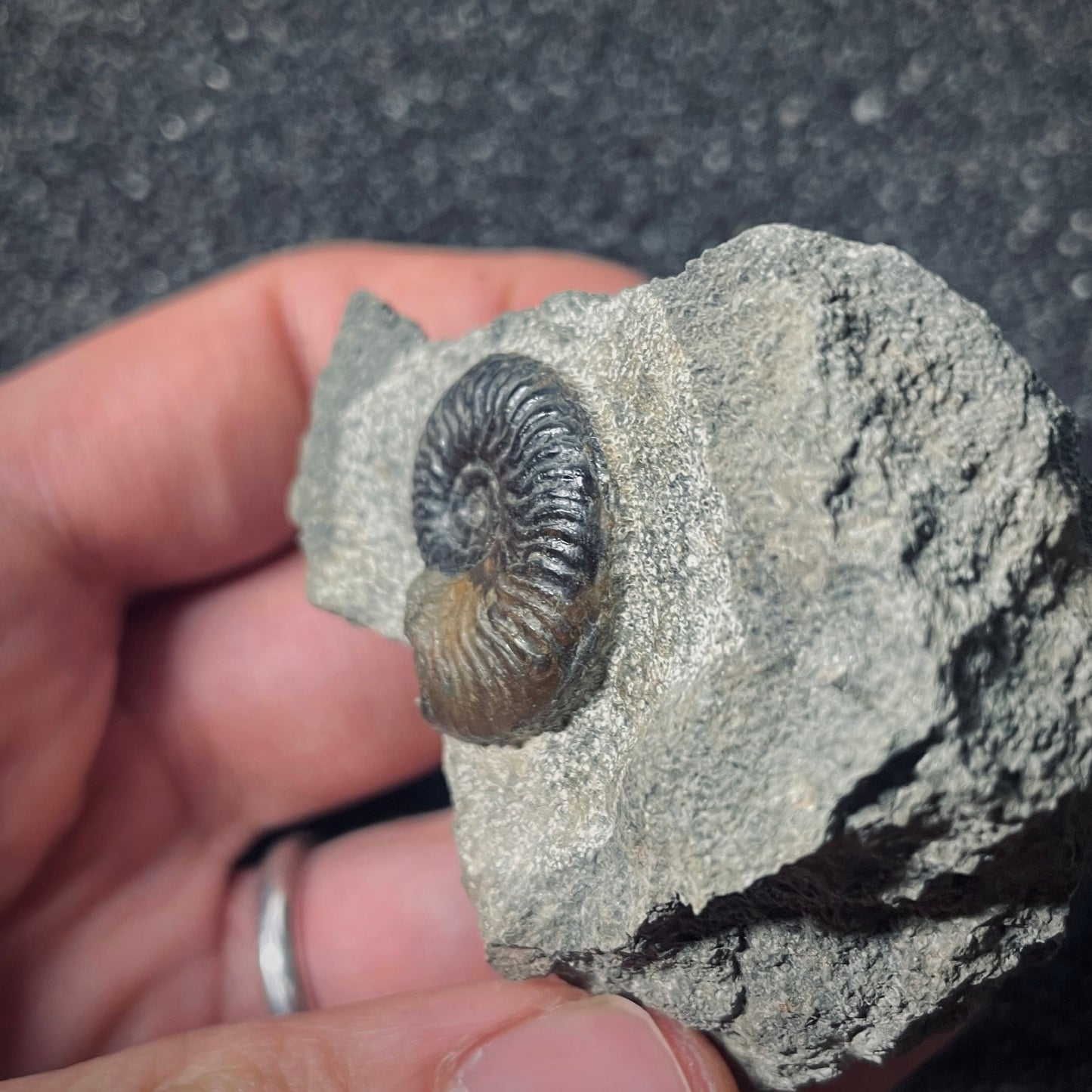 F2574 | Ammonite | Graphoceratidae indet.