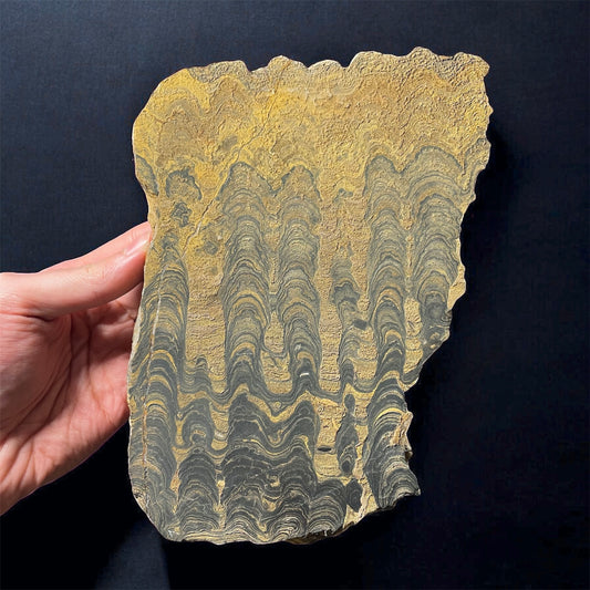 F2498 | Stromatolite | Stromatolite indet.