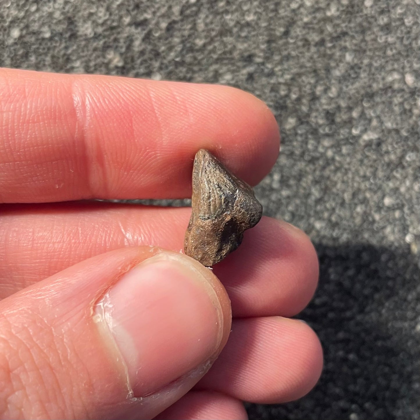 F2522 | Dinosauro | Triceratops sp.