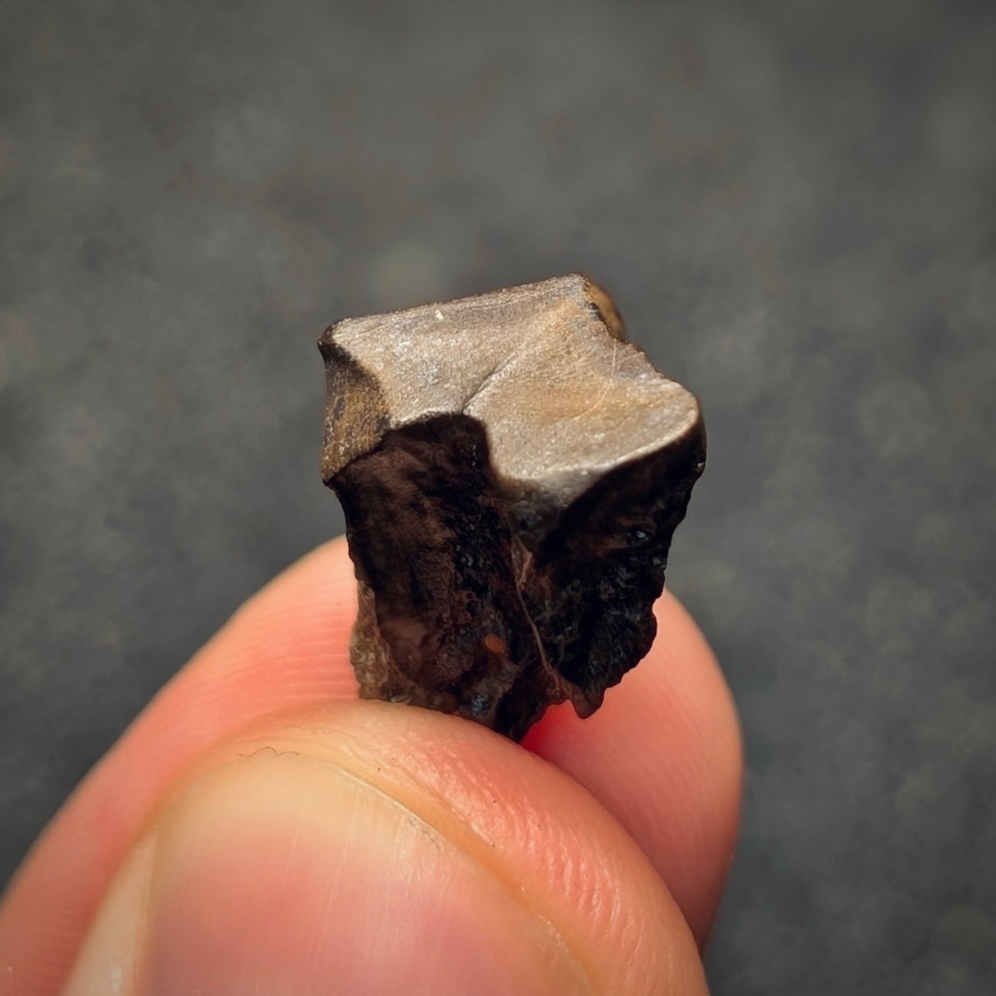 F2798 | Dinosauro | Triceratops sp.