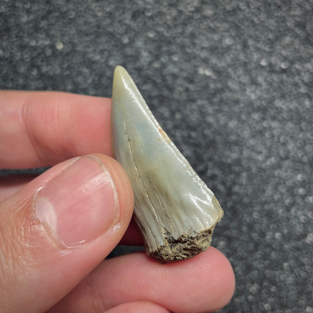 F3038 | Squalo |  Carcharodon subserratus